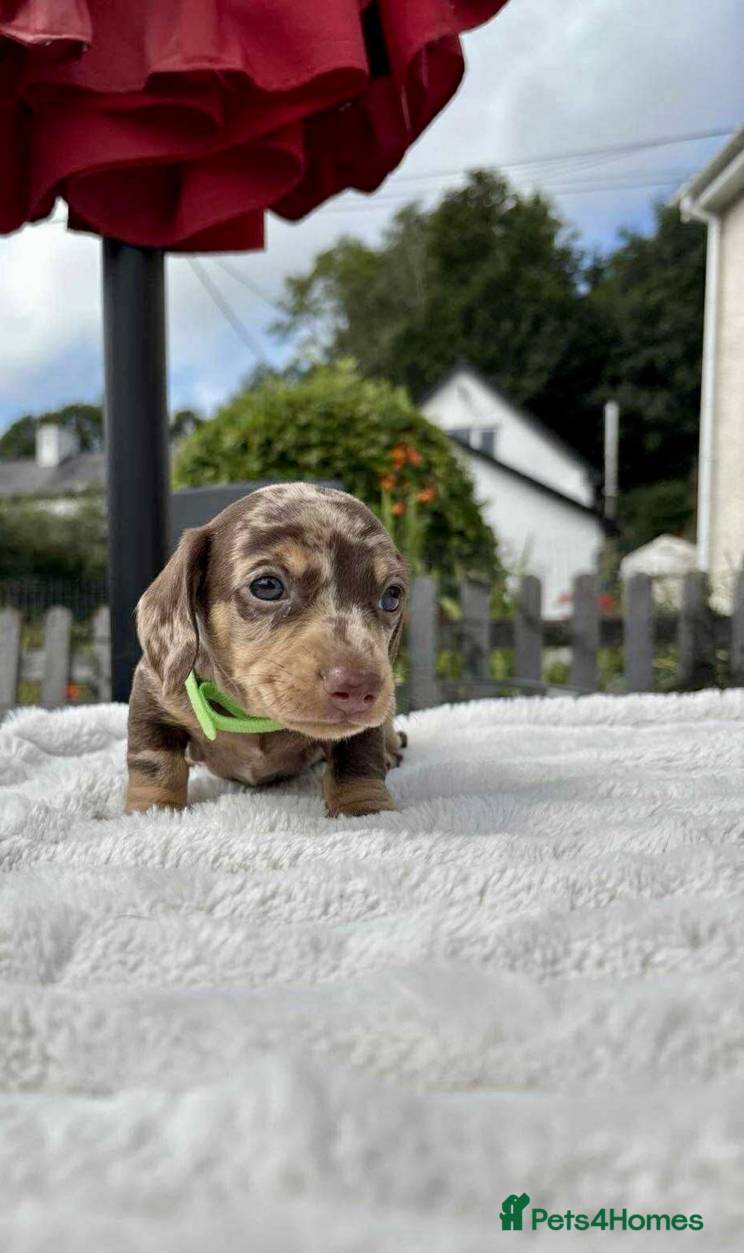 Miniature Dachshund dogs for sale: *READY NOW! 2 STUNNING KC REG MINI DACHSHUND BOYS* - Image 12
