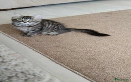 Mixed Breed cats for sale: KITTENS FOR SALE! - Image 7