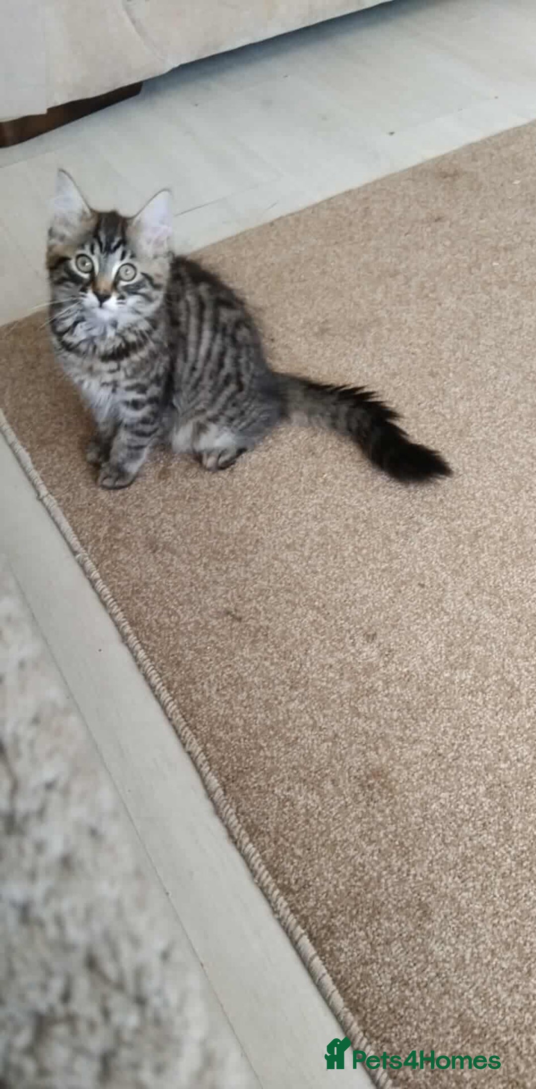 Mixed Breed cats for sale: KITTENS FOR SALE! - Image 7