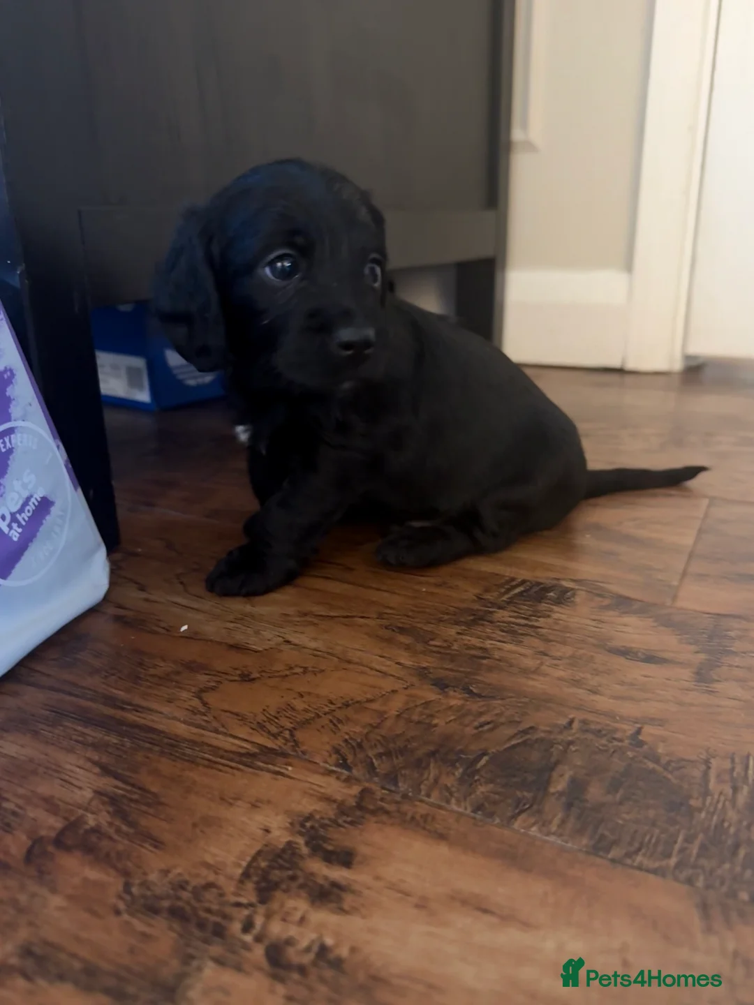 Mixed Breed dogs for sale: Doxiepoos - Advert 6