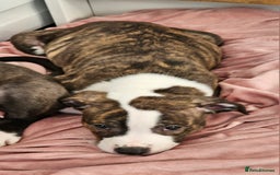 Staffordshire Bull Terrier dogs for sale: Staffordshire bull terrier puppy  - Image 15