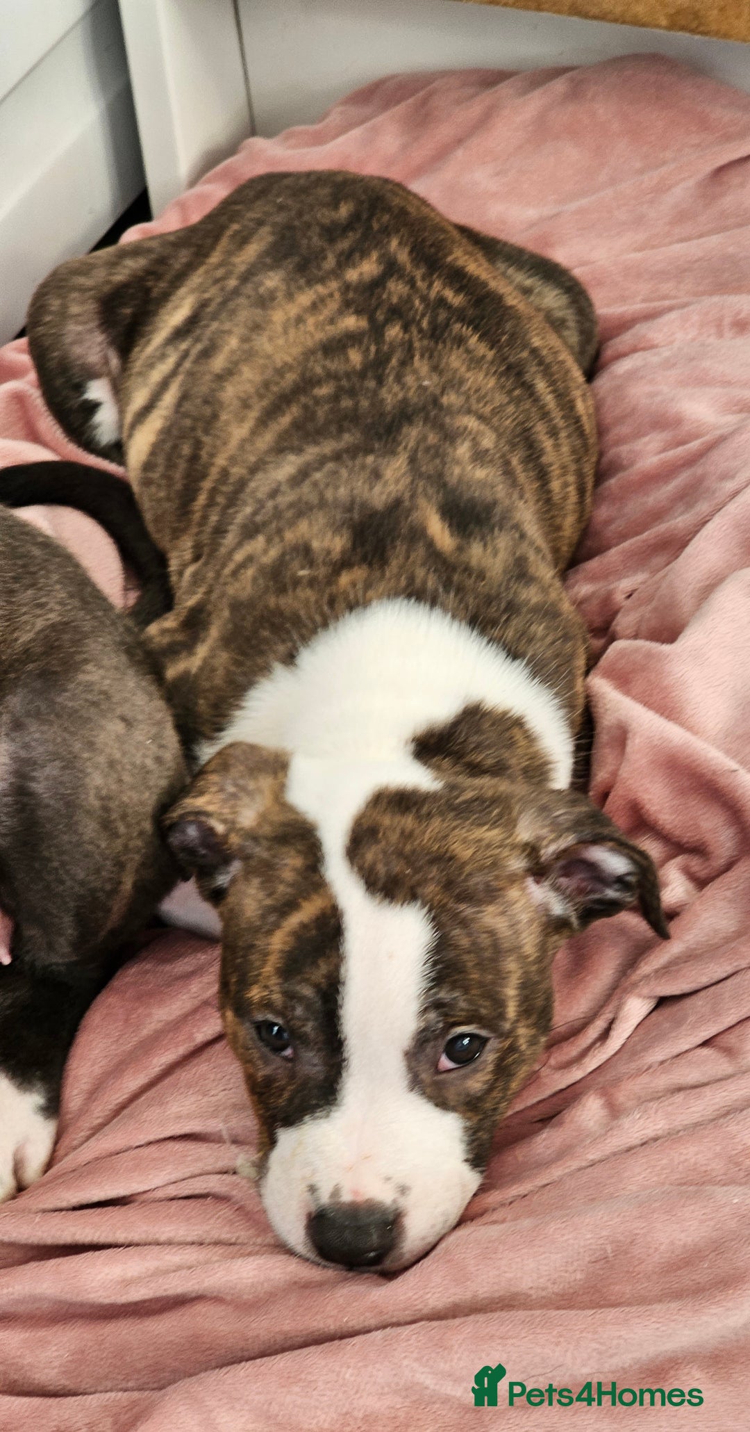 Staffordshire Bull Terrier dogs for sale: Staffordshire bull terrier puppy  - Image 15