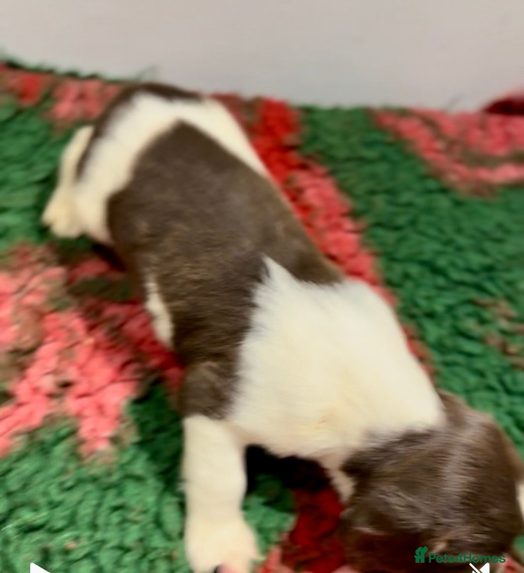 English Springer Spaniel dogs for sale: KC Working English springer spaniel puppies - Advert 17