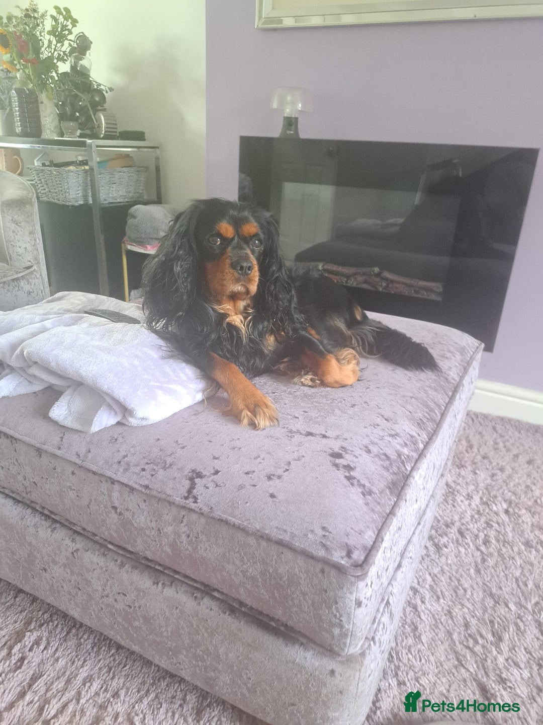 Cavalier King Charles Spaniel dogs for stud: FOR STUD ONLY  - Advert 2