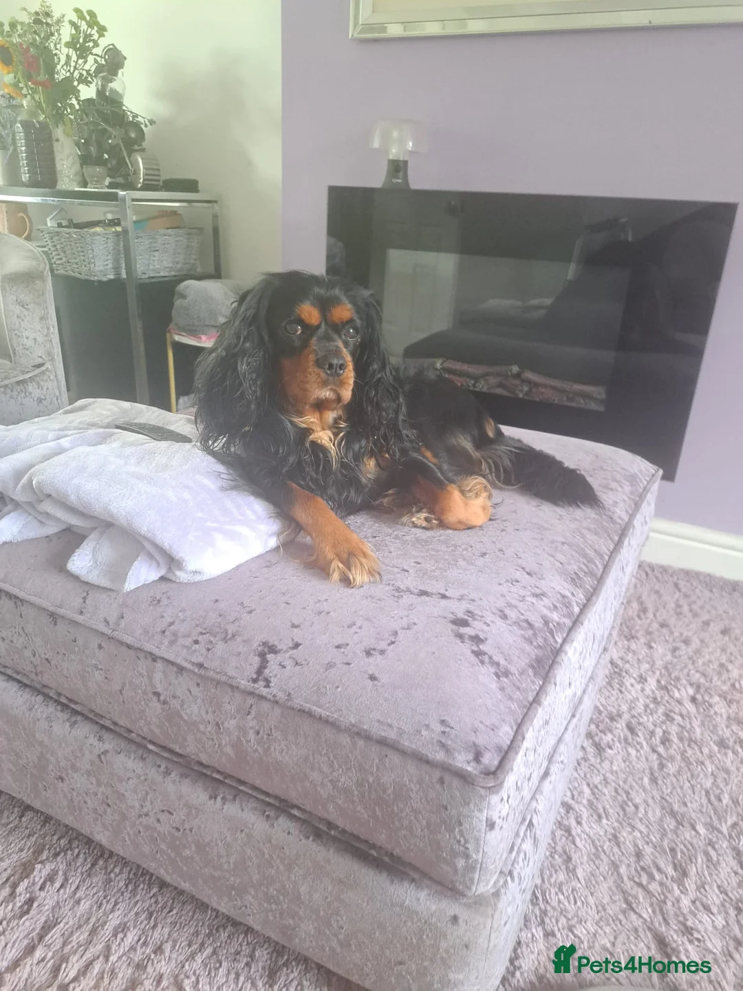 Cavalier King Charles Spaniel dogs for stud: FOR STUD ONLY  - Advert 6