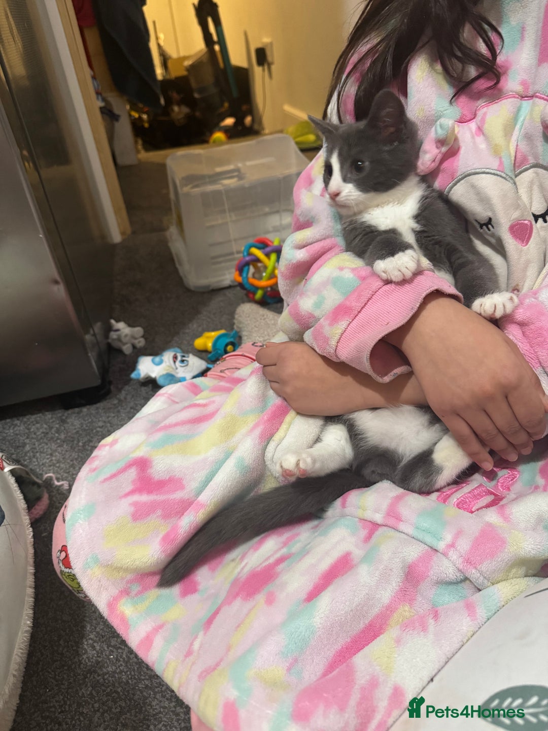 Mixed Breed cats for sale: Beautiful 10week old Kitten - Advert 7