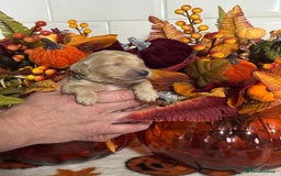 Mini Goldendoodle dogs for sale: 4 left mini gorgeous goldendoodles dna clear  - Image 7
