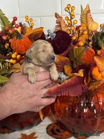 Mini Goldendoodle dogs - Advert 9