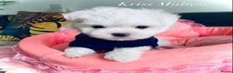 Maltese dogs for sale: ✨Outstanding kc registered Korean Maltese puppies✨ - Advert 5