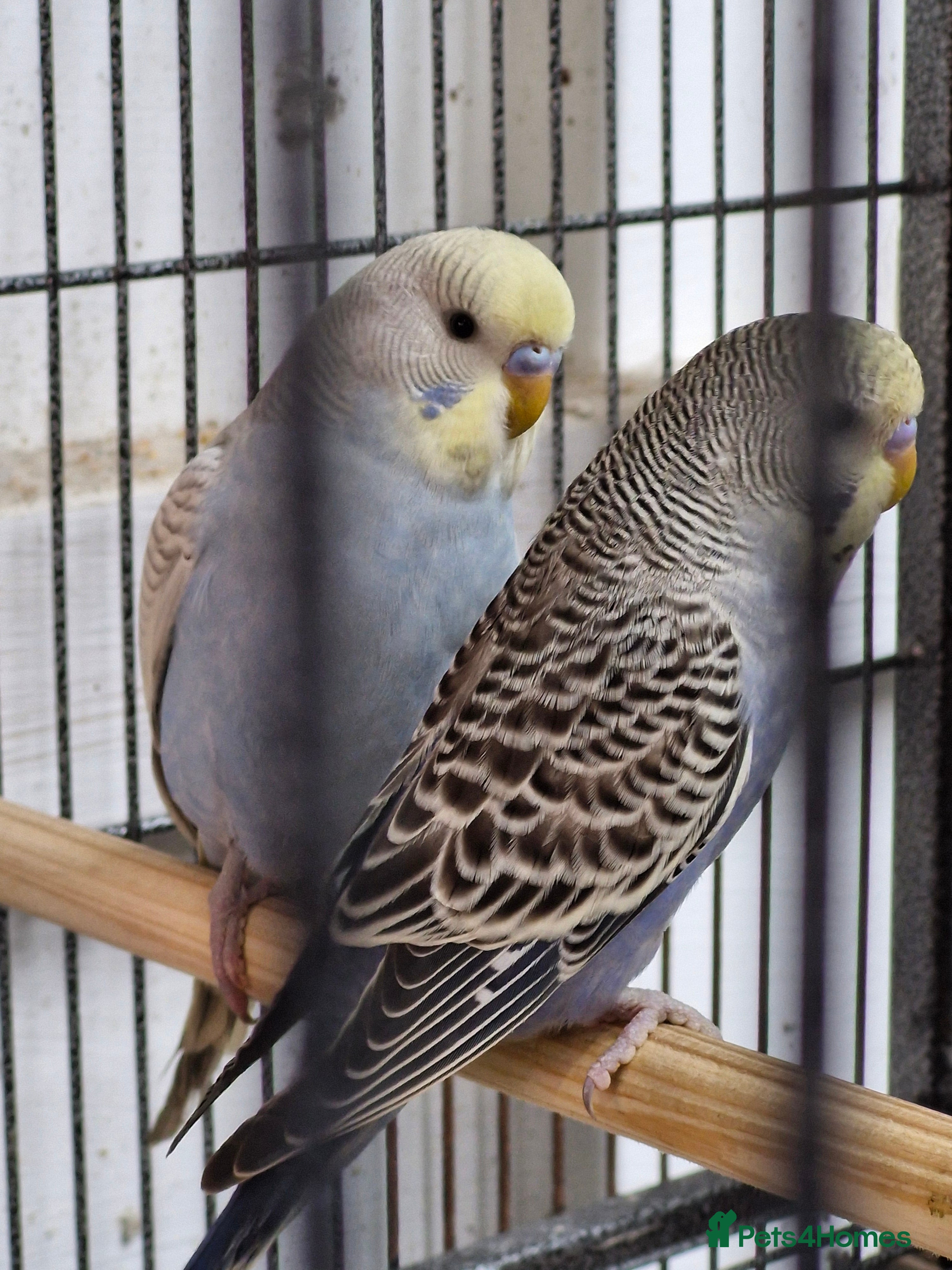 Budgerigars birds 2 male budgies 9 weeks old  - Advert 6