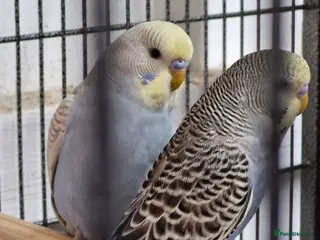 Budgerigars birds 2 male budgies 9 weeks old - Advert 3