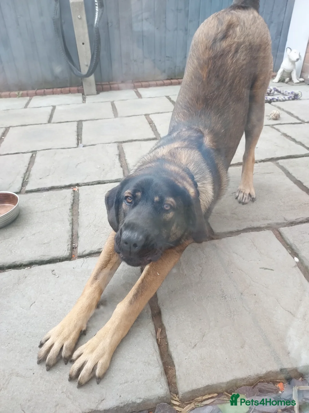 Mixed Breed dogs for sale: Beautiful cross breed - Advert 2
