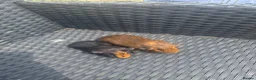 Guinea Pig rodents for sale: Two male guinea pig brothers  - Advert 3