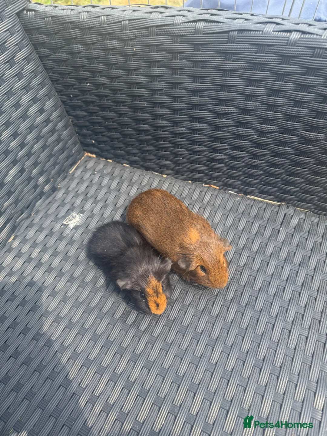 Guinea Pig rodents for sale: Two male guinea pig brothers  - Advert 3