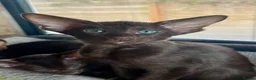 Havana Brown cats for sale: Exclusive Pedigree Havana Brown Kittens GCCF reg - Advert 8