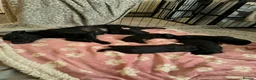 Mixed Breed dogs for sale: Patterdale terrier puppies  - Advert 2