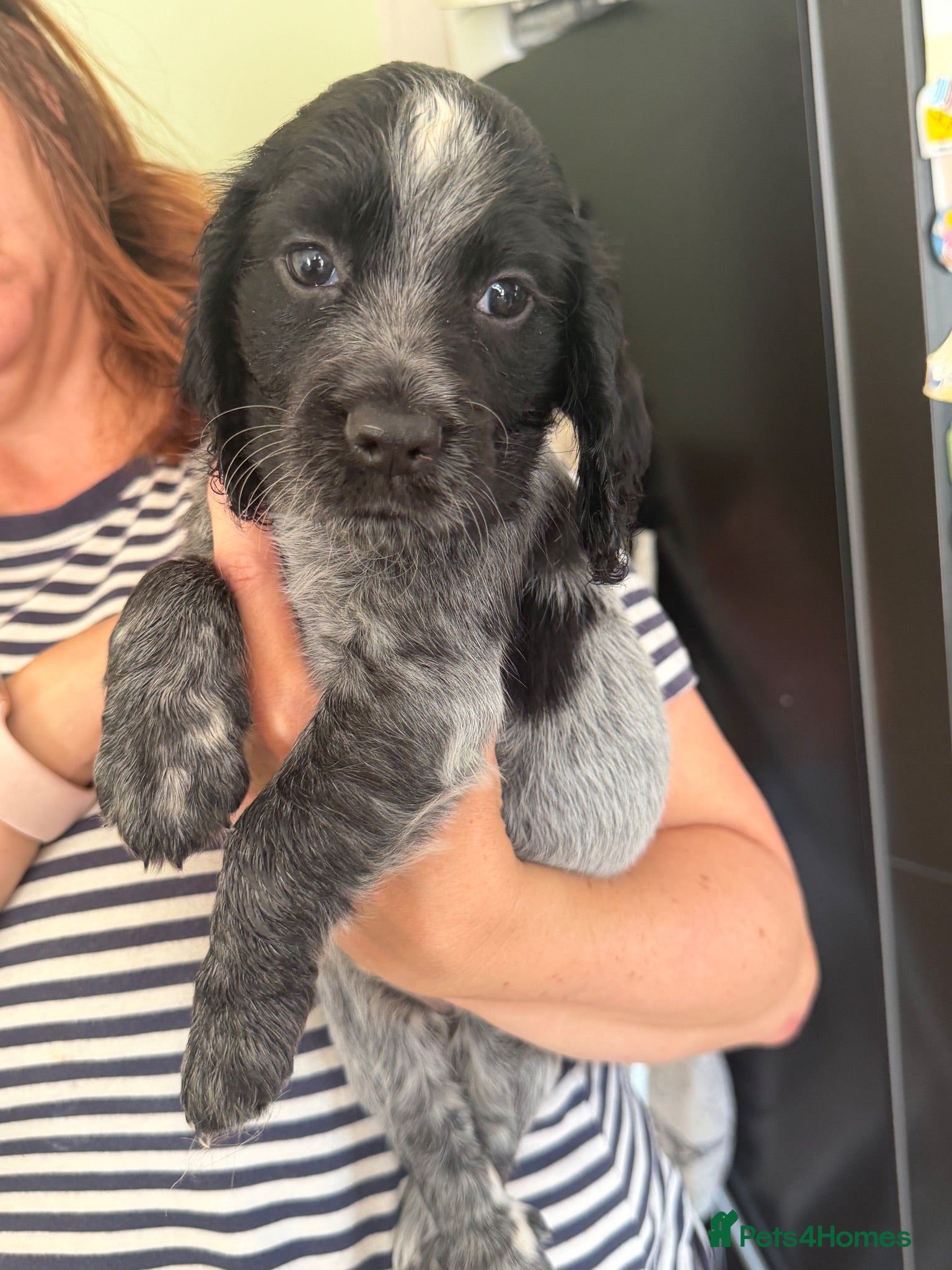 Cocker Spaniel dogs  KC Registered Cocker Spaniel Puppies  - Advert 2