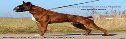 Boxer dogs for sale: Outstanding quality puppies - best pedigree - Advert 11