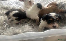 Jackapoo dogs for sale: 4 beautiful jackapoo boys - Image 15