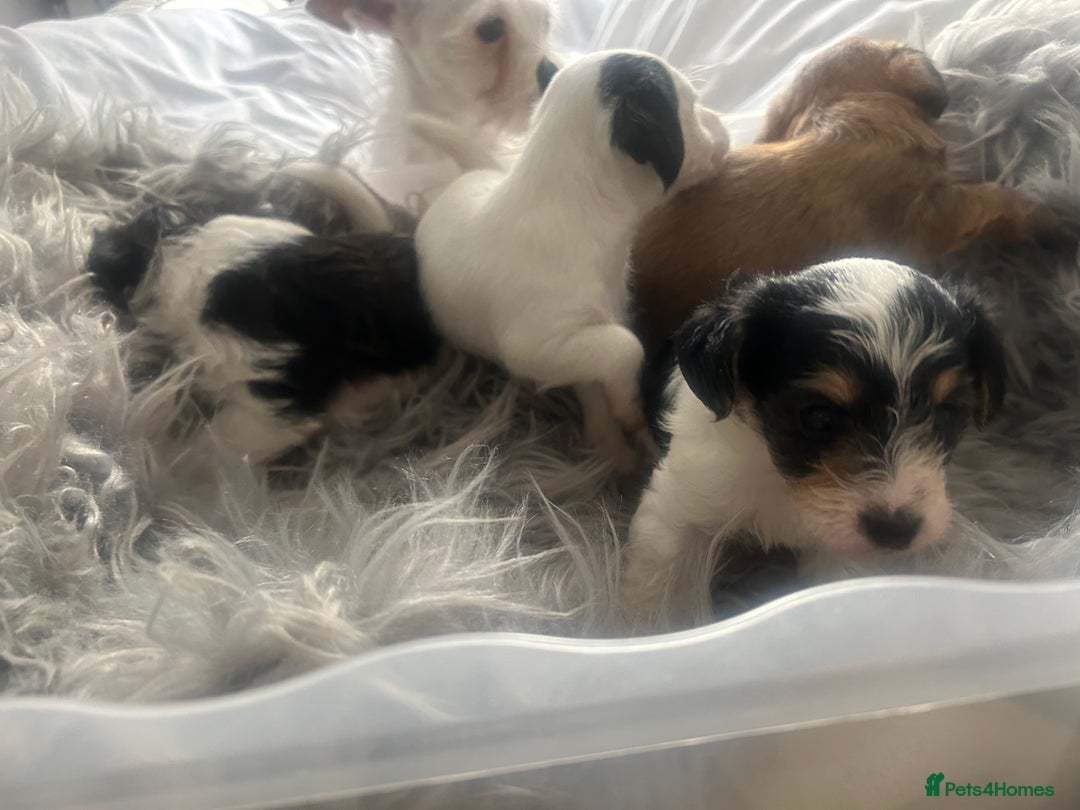 Jackapoo dogs for sale: 4 beautiful jackapoo boys - Image 15