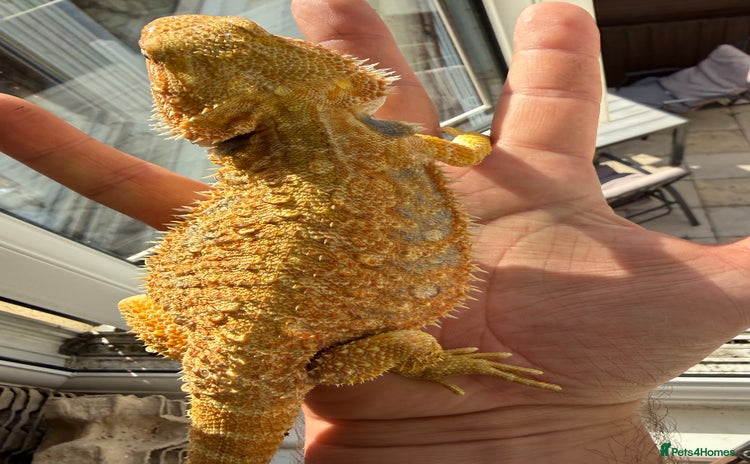 Bearded Dragon reptiles - Advert 3