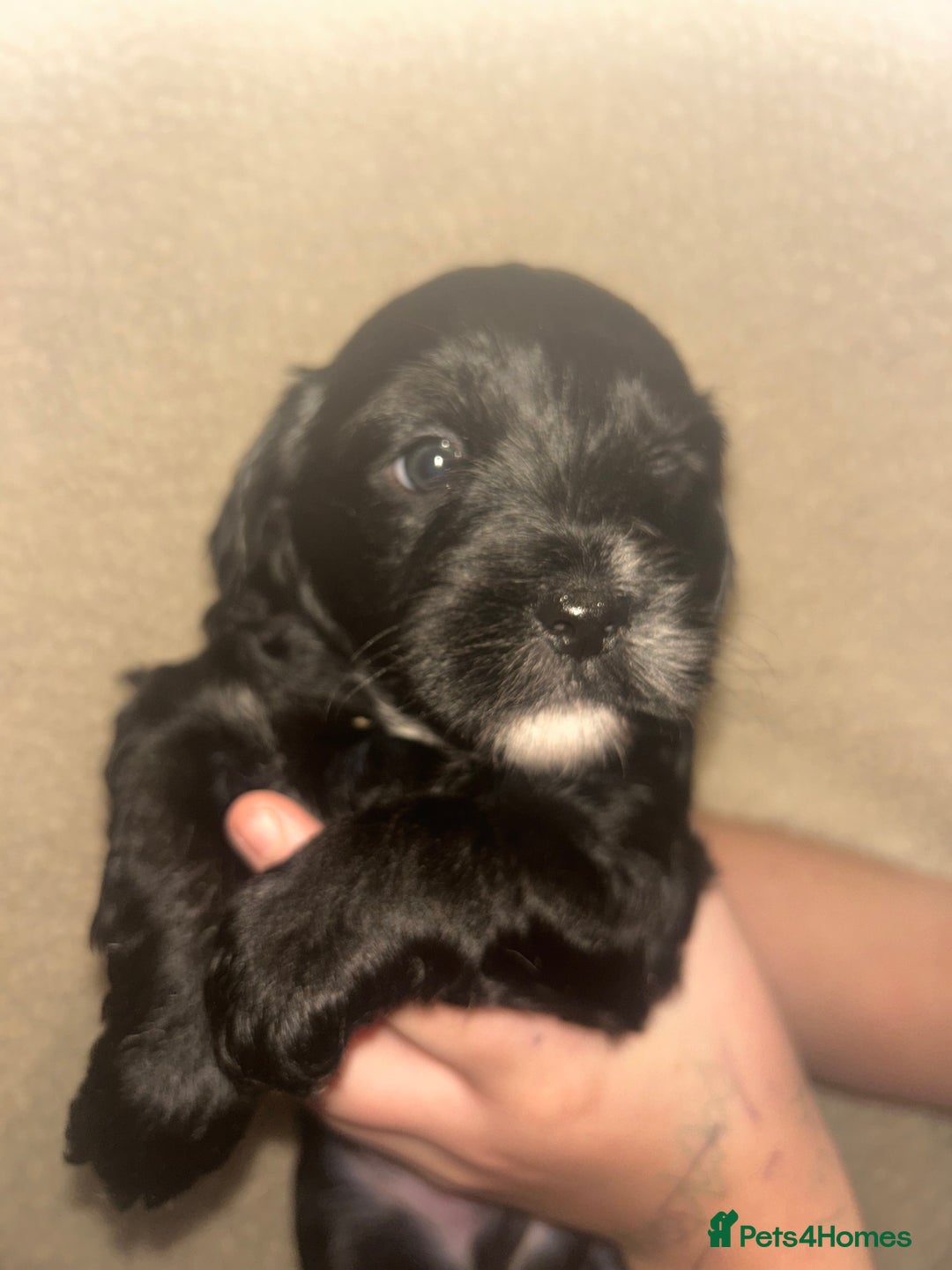 Mixed Breed dogs for sale: ‼️REDUCED 2 BEAUTIFUL YORKIPOO BOY READY NOW‼️  - Advert 5