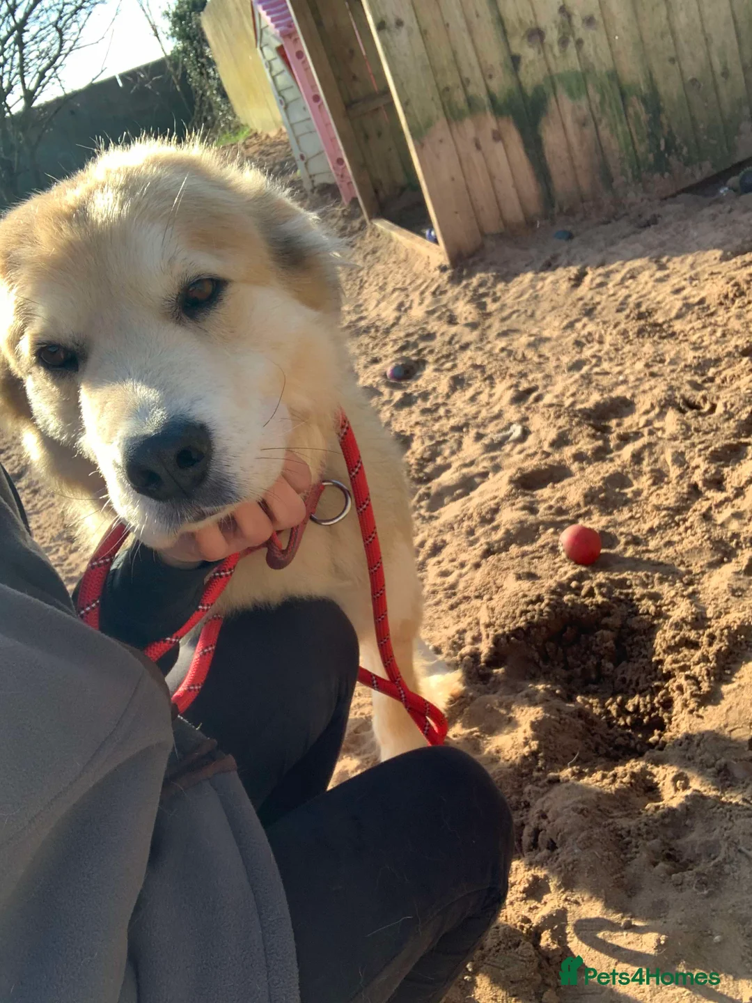 Mixed Breed dogs for adoption: Meet Paddy, currently residing in Cheshire  in Nantwich - Advert 8