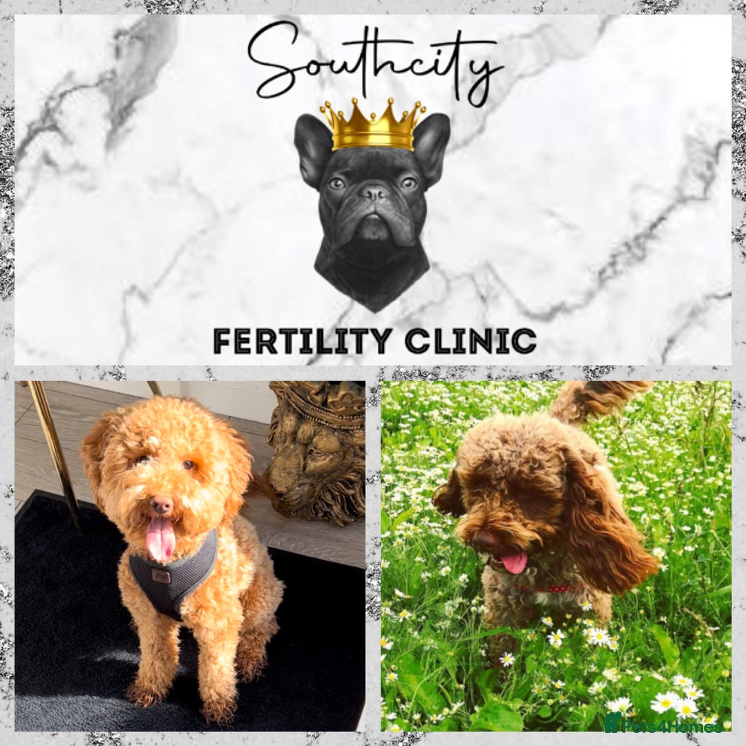 Miniature Poodle dogs for stud: RUPERT MINIATURE POODLE in Southampton - Advert 14