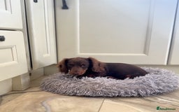 Miniature Dachshund dogs for sale: Long haired mini dachshunds  in Southport - Image 4