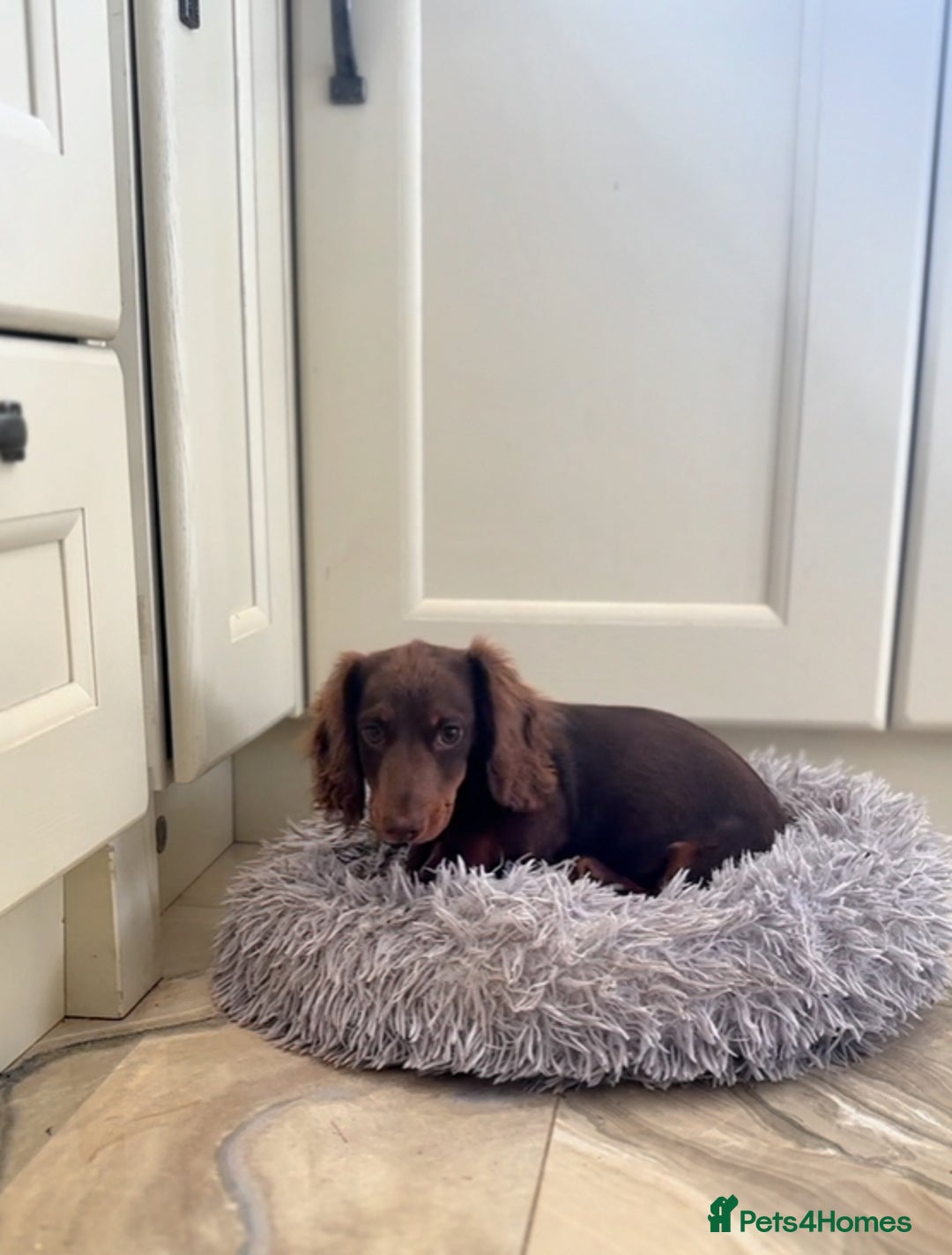 Miniature Dachshund dogs for sale: Long haired mini dachshunds  in Southport - Image 4