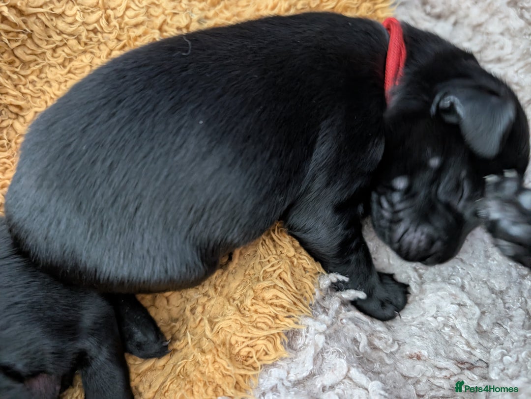 Flat coated Retriever dogs for sale: KC Flat Coated Retriever Puppies - Image 10