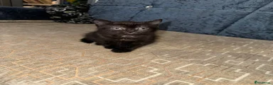 British Shorthair 3
