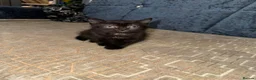 British Shorthair cats for sale: Quarter British Shorthair Kittens  - Advert 2