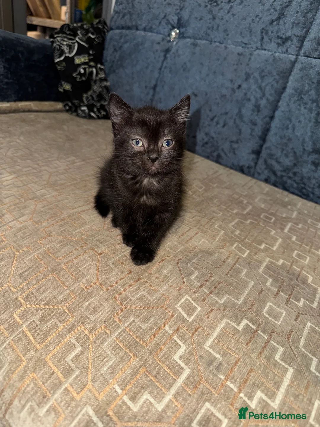 British Shorthair cats for sale: Quarter British Shorthair Kittens  - Advert 2