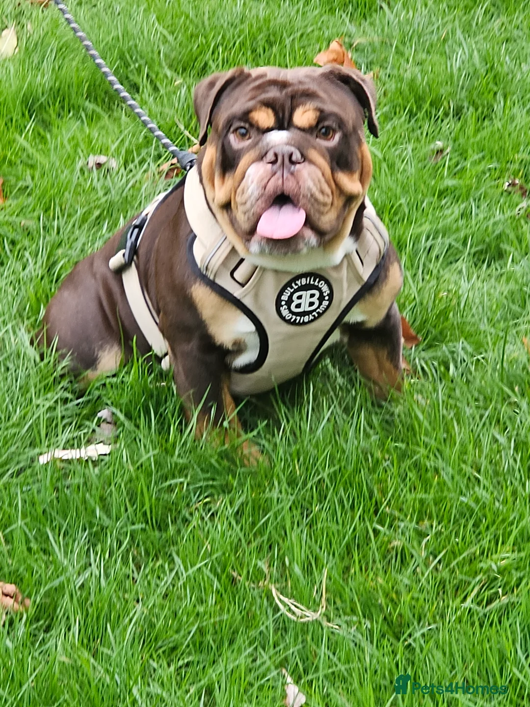 English Bulldog dogs for stud: KC BRITISH BULLDOG FOR STUD  in Basildon - Advert 3