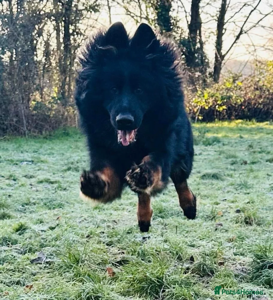 German Shepherd dogs for stud: German Shepherd Long Haired *Stud* - Advert 11