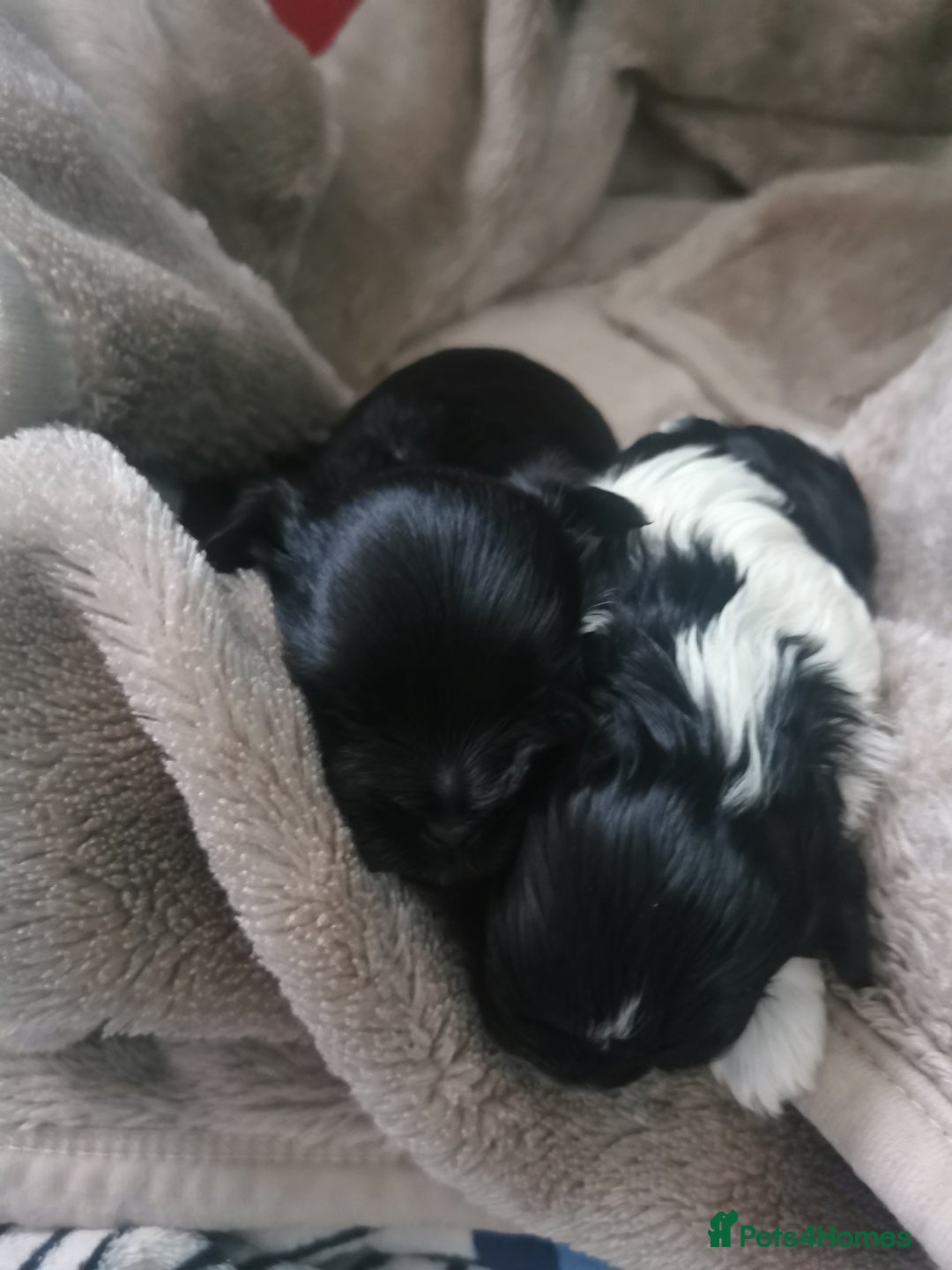 Yorkshire Terrier dogs for sale: 2 Little girl's, Yorkshire Terrier. - Advert 5