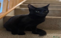 Mixed Breed cats for sale: Beautiful black short hair female Kitten  - Advert 4