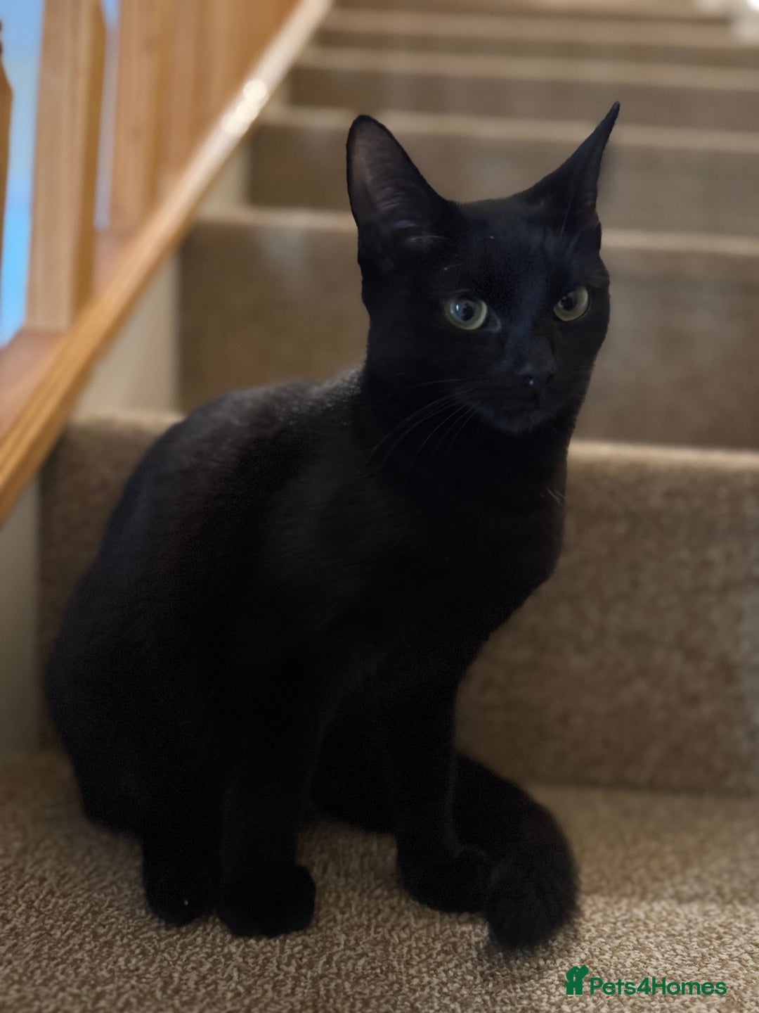 Mixed Breed cats for sale: Beautiful black short hair female Kitten  - Advert 4