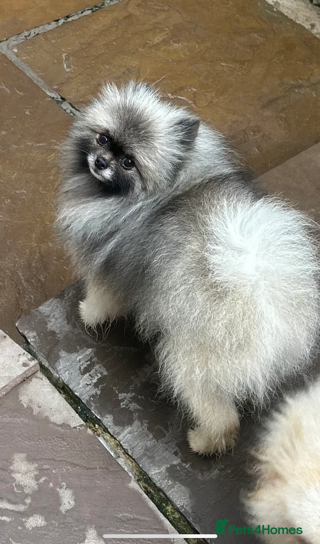 Pomeranian dogs for stud: Outstanding Tiny Stud Boy kc in Pontefract - Advert 3