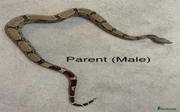 Boa Snake reptiles for sale: ✨ Stunning Red Tailed Suriname Boa’s (BCC) ✨ - Image 20