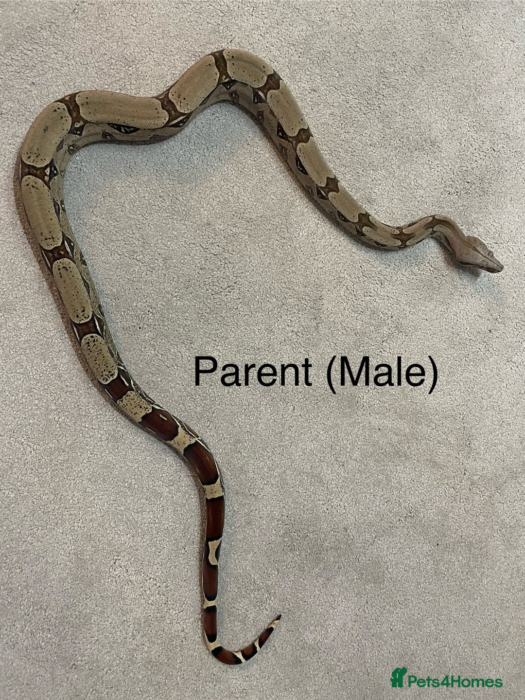 Boa Snake reptiles for sale: ✨ Stunning Red Tailed Suriname Boa’s (BCC) ✨ - Image 20