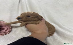 Toy Poodle dogs for sale: Stunning toy poodles  - Image 20