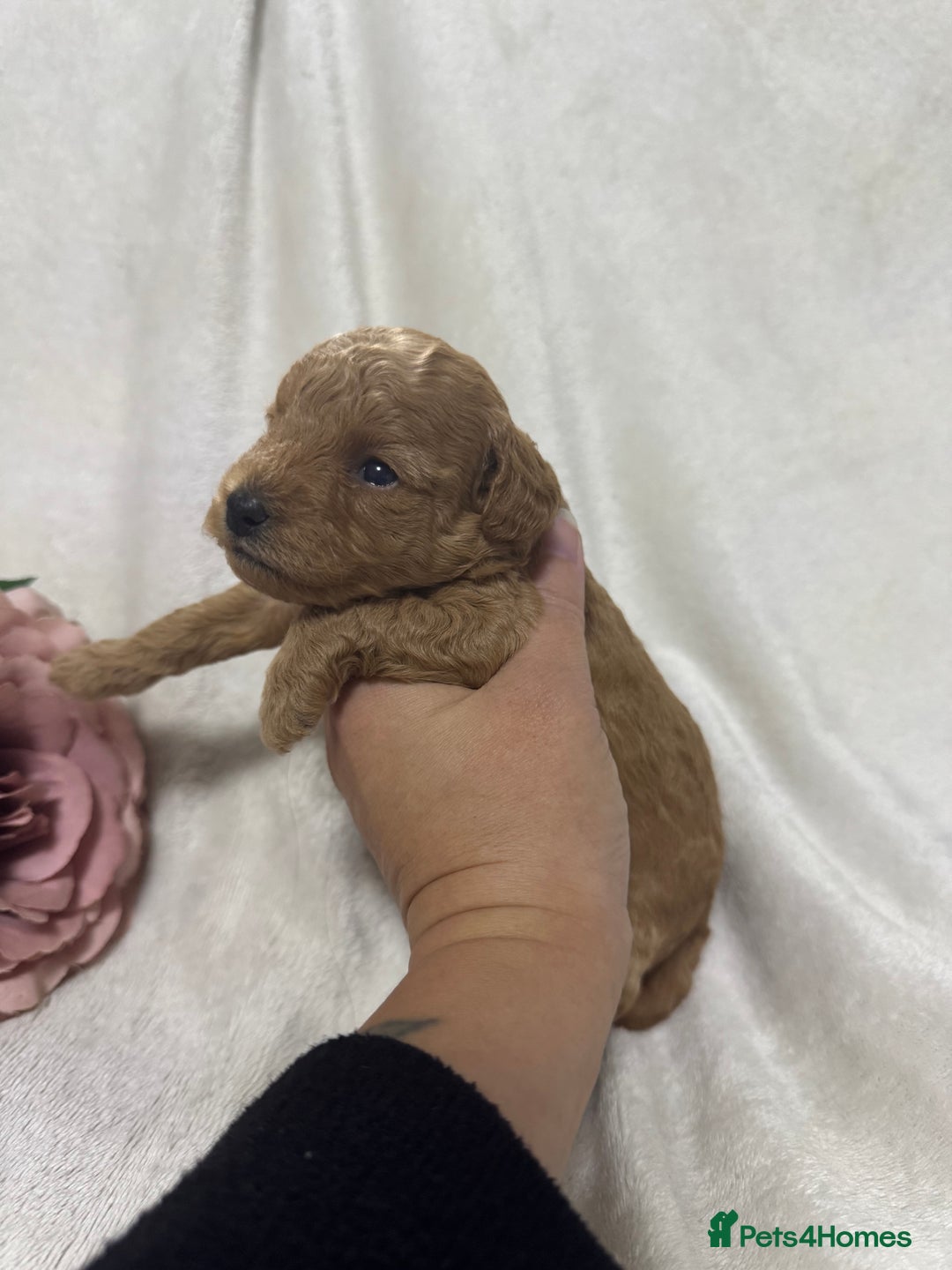 Toy Poodle dogs for sale: Stunning toy poodles  - Image 20