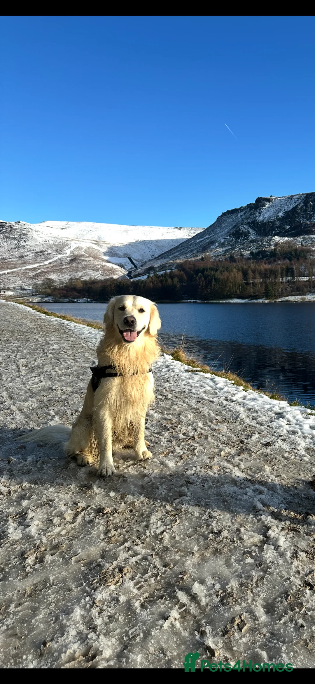 Golden Retriever dogs for stud: Gorgeous RKC golden retriever available for stud - Advert 8