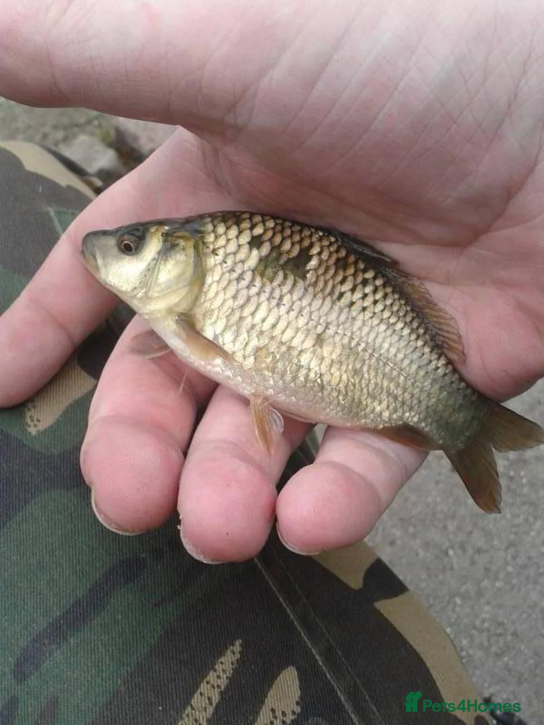 Minnows fish for sale: Native Fish Minnows, Carp, Perch, Silver Fish etc - Advert 2