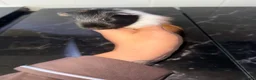 Guinea Pig rodents for sale: Guinea pigs  - Advert 12