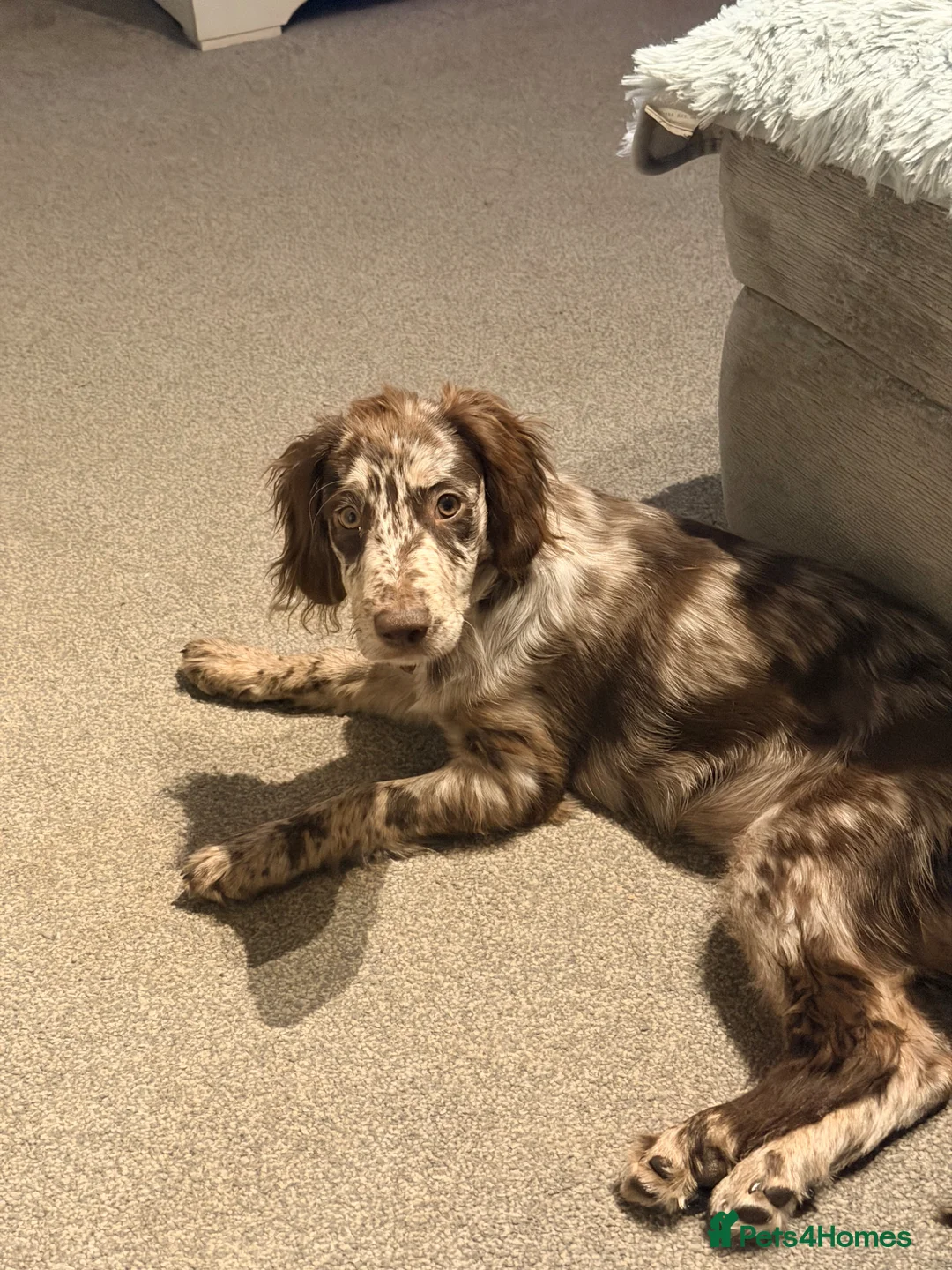 Cockapoo dogs for sale: Cookie 4 month old cockapoo - Advert 2