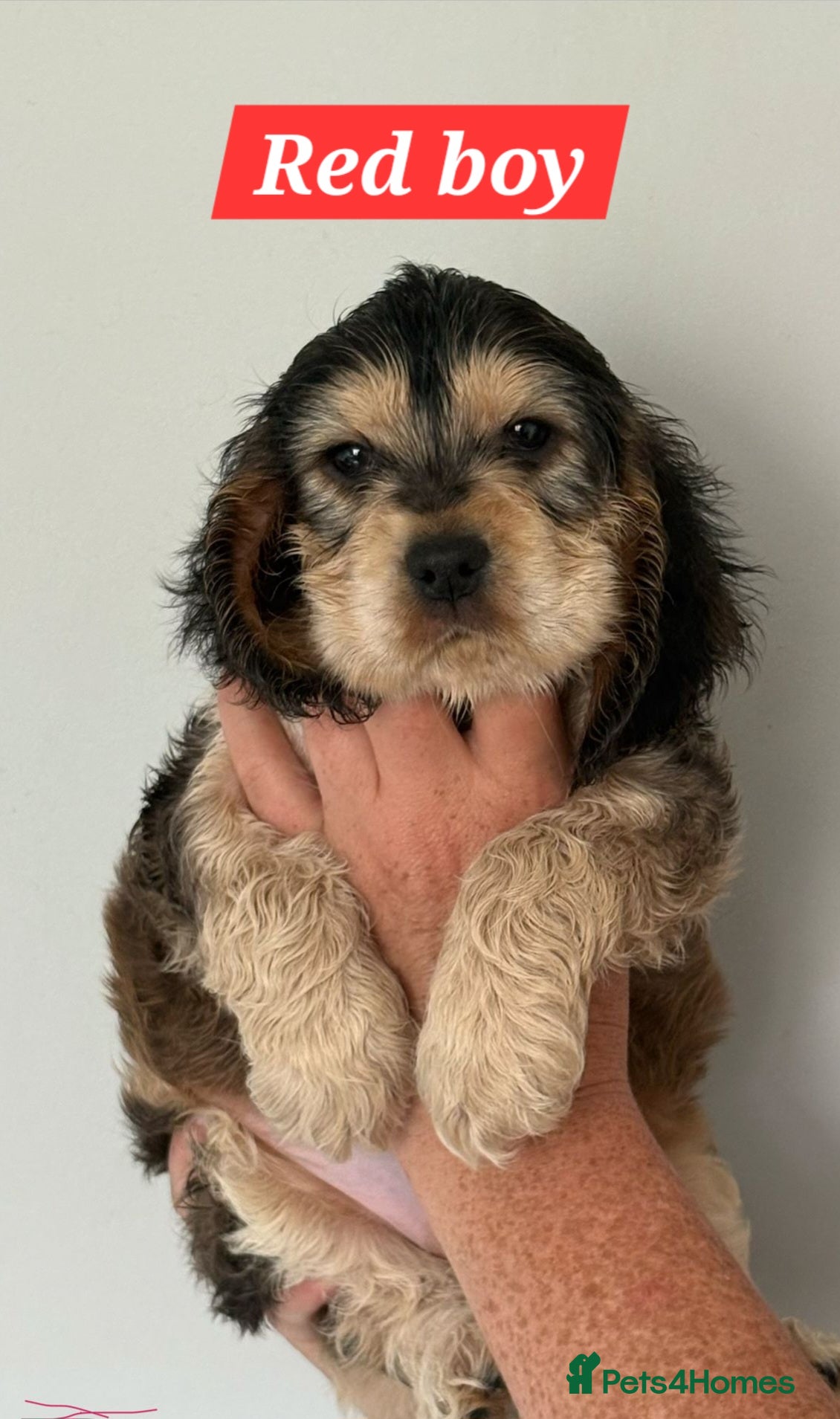 Cocker Spaniel dogs for sale: Show cocker spaniels - Advert 12