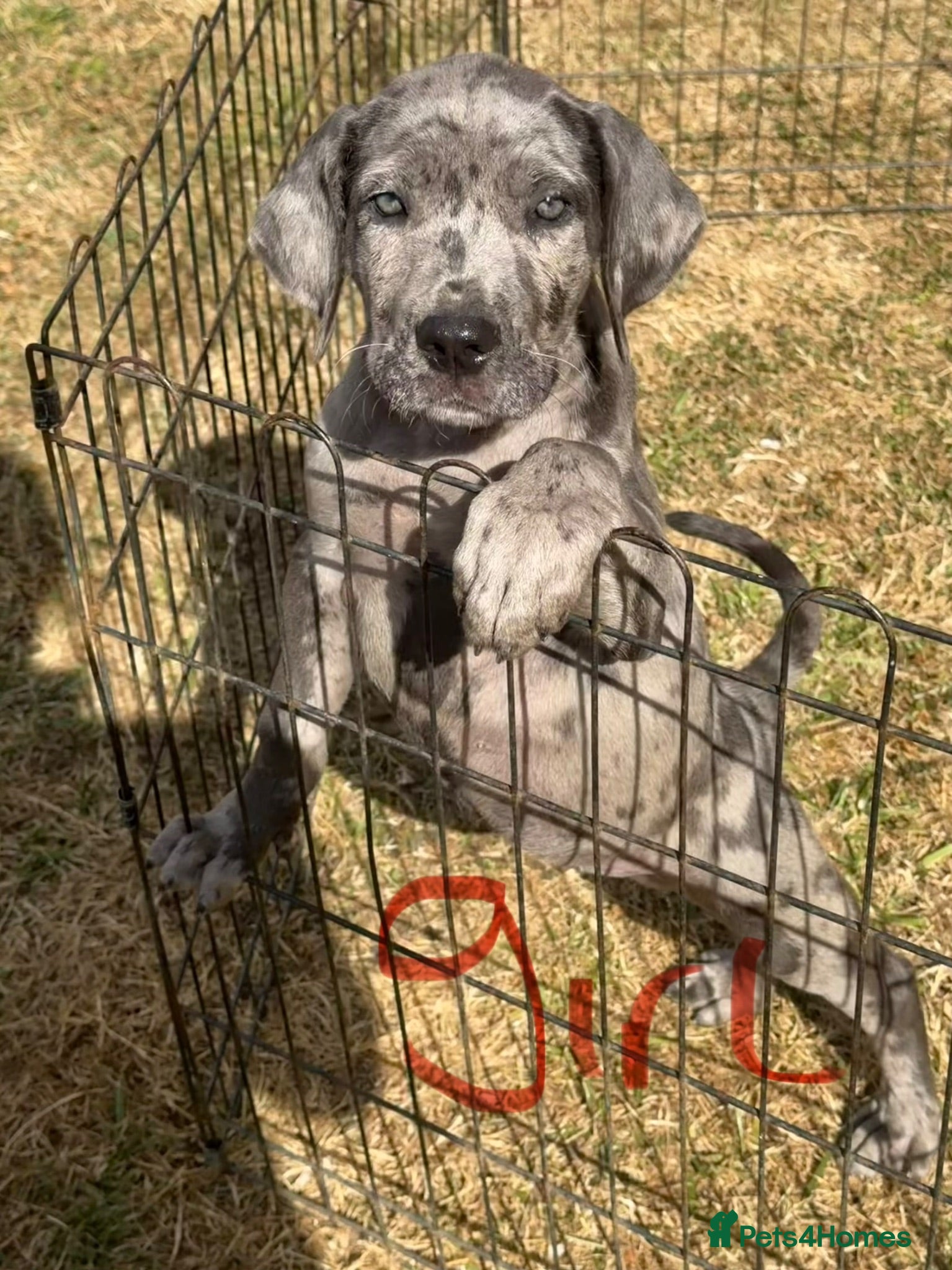 Cane Corso dogs Cane coral puppy’s ready now  - Advert 10